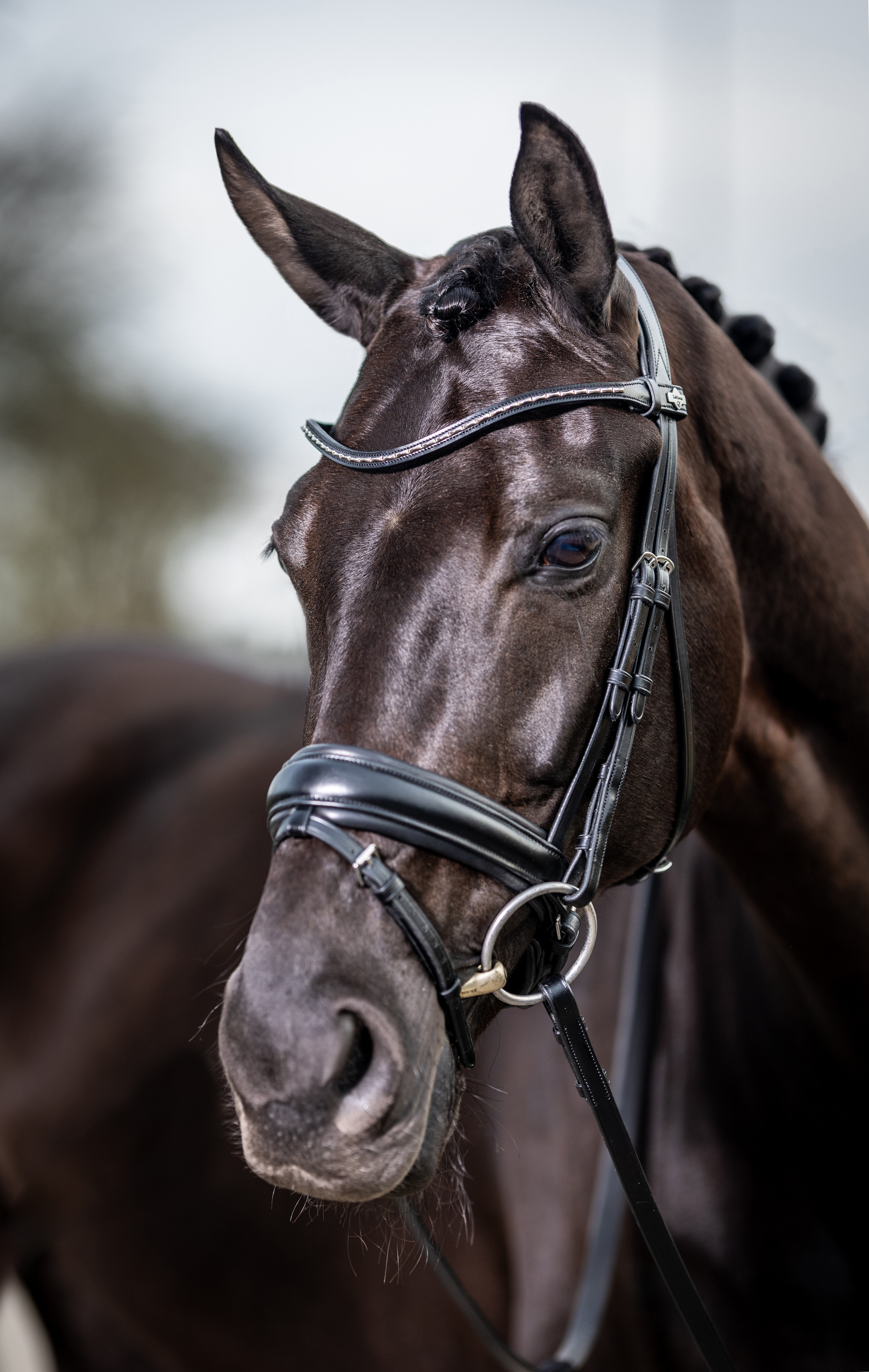 Kudos Classic Dressuur Hoofdstel Zwart