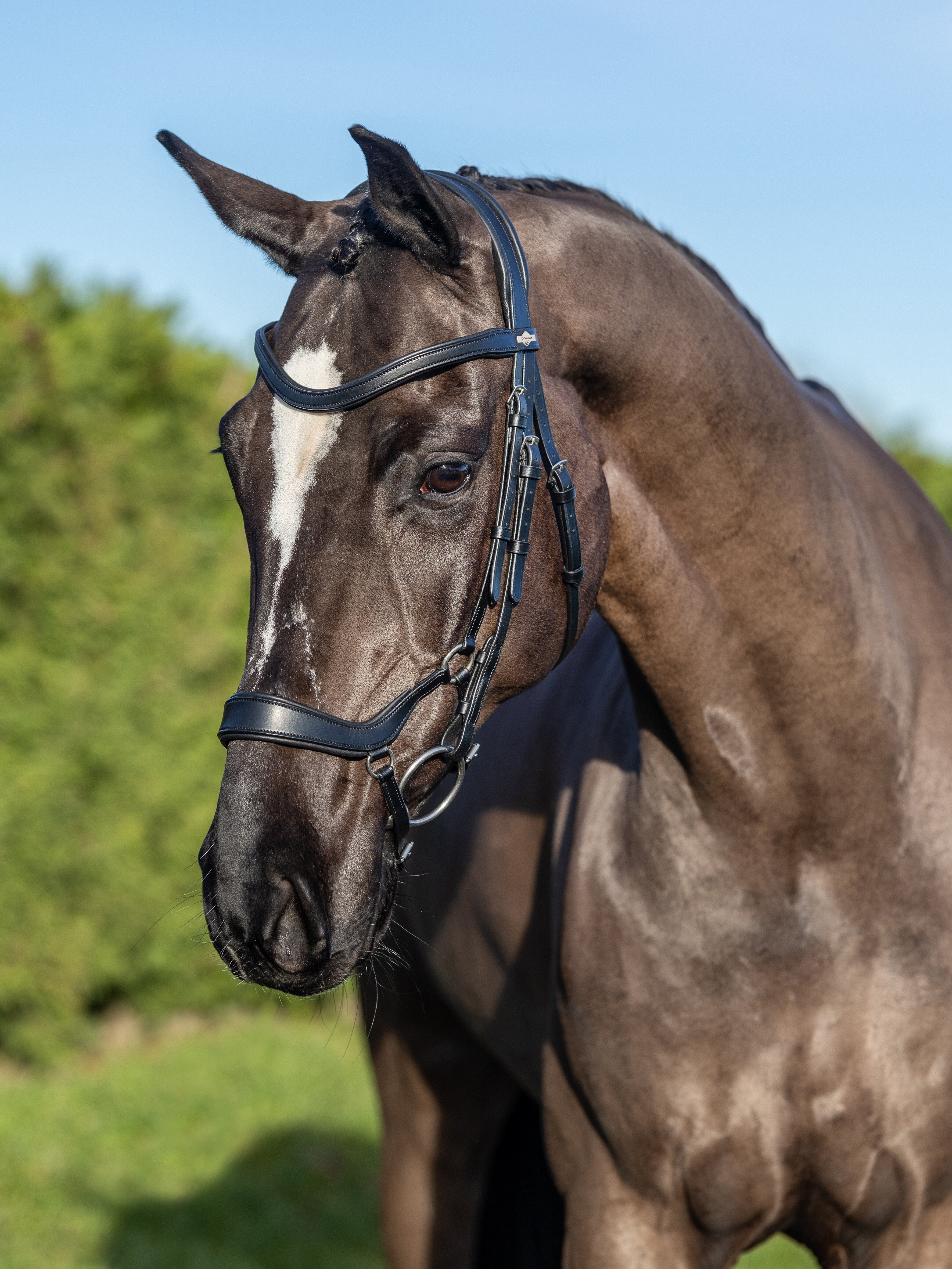 Arika Drop Hoofdstel Zwart/Zilver