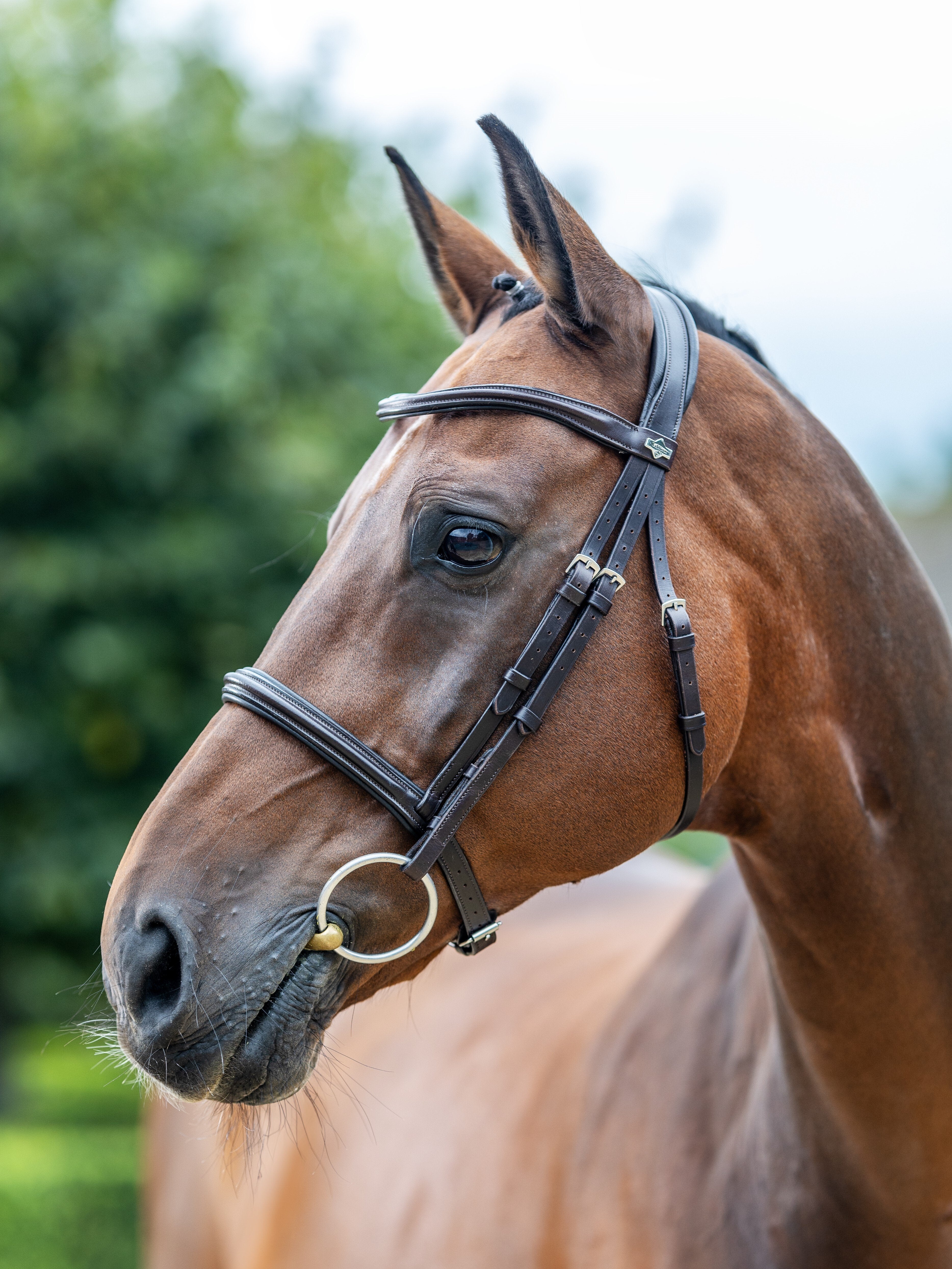 Arika Cavesson Hoofdstel Bruin/Zilver